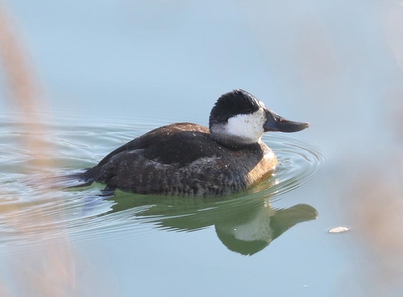 Mystery bird to be identified