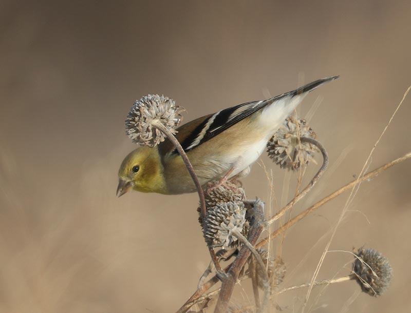 Mystery bird to be identified