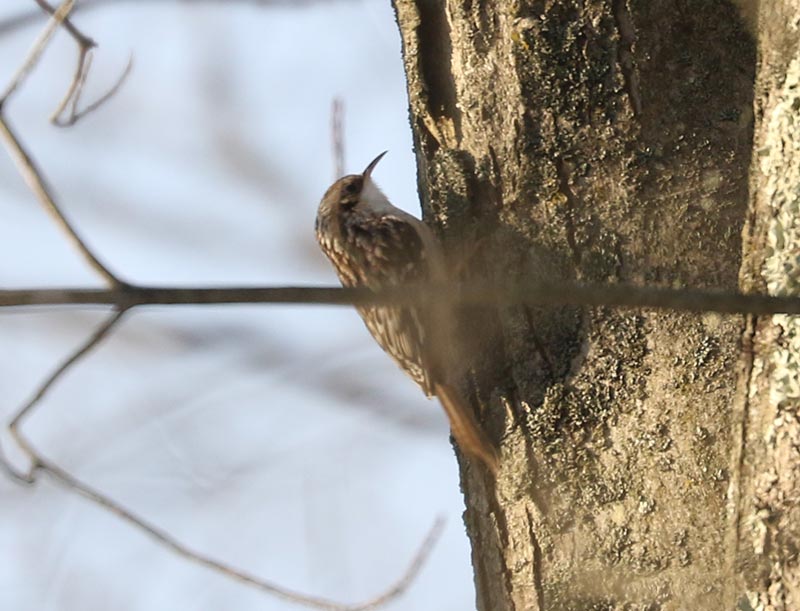 Mystery bird to be identified