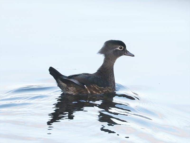 Mystery bird to be identified