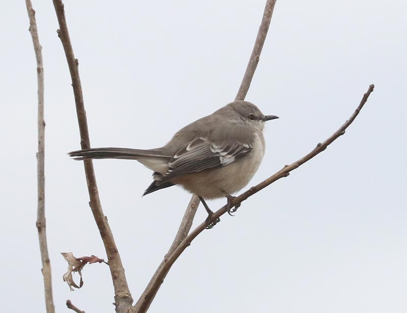 Mystery bird to be identified
