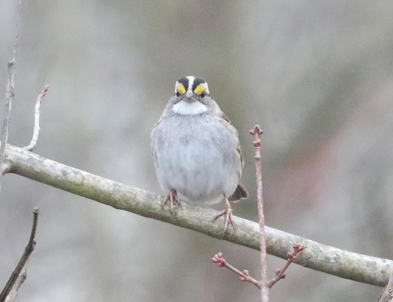 Mystery bird to be identified