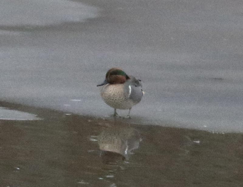 Mystery bird to be identified