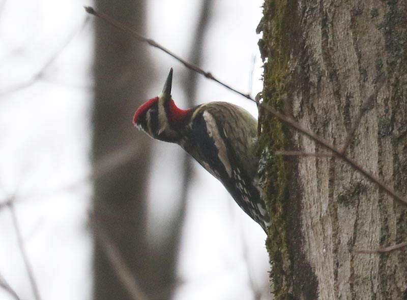 Mystery bird to be identified