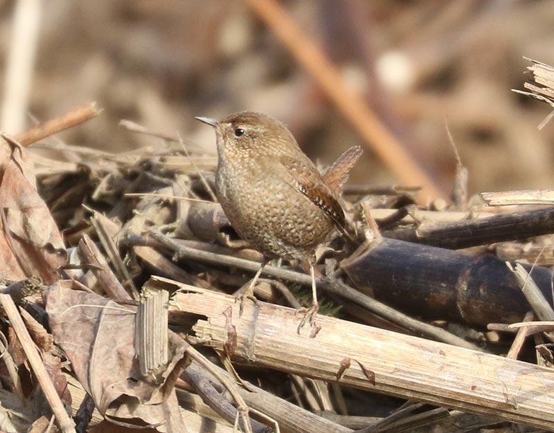 Mystery bird to be identified