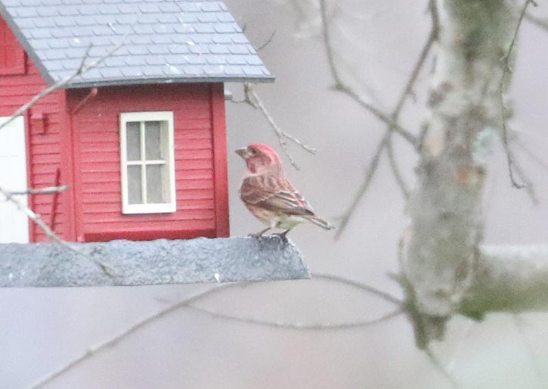 Mystery bird to be identified