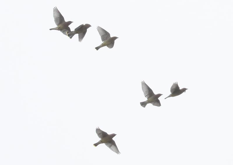 Mystery birds to be identified