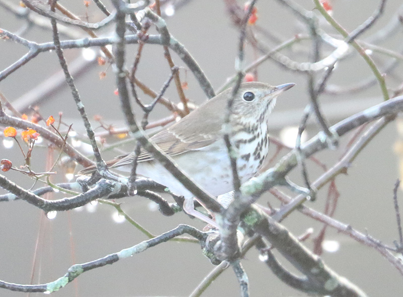 Mystery bird to be identified