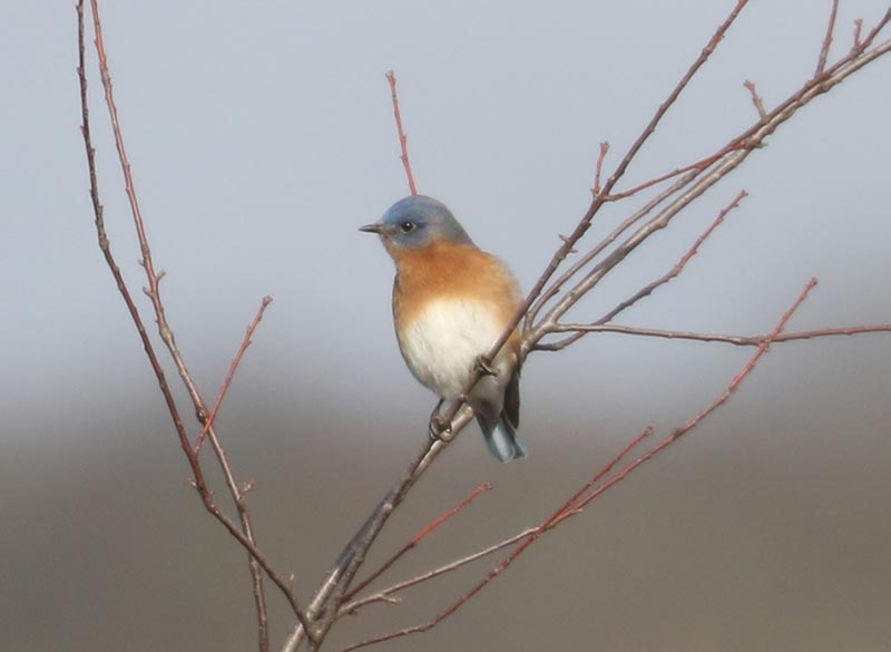 Mystery bird to be identified