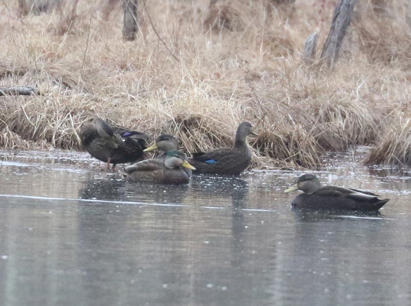 Mystery birds to be identified