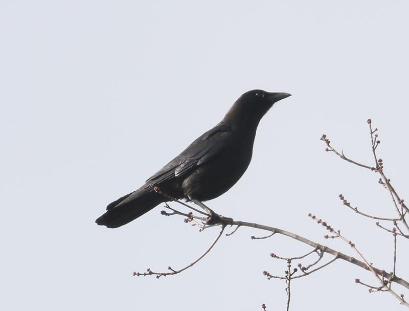 Mystery bird to be identified