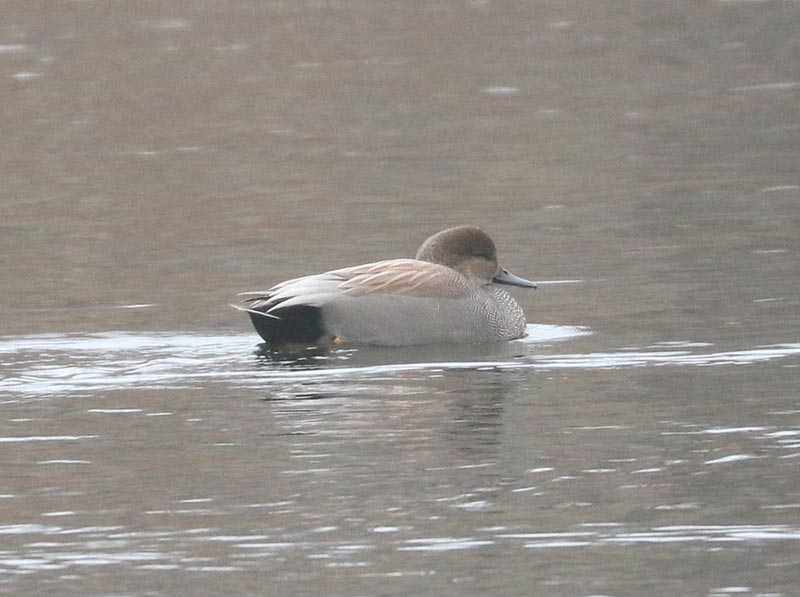 Mystery bird to be identified