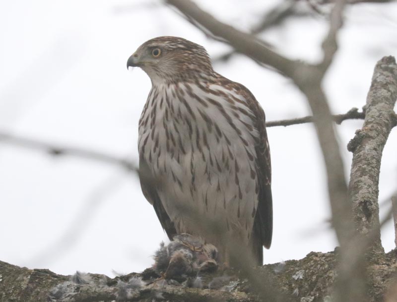 Mystery bird to be identified