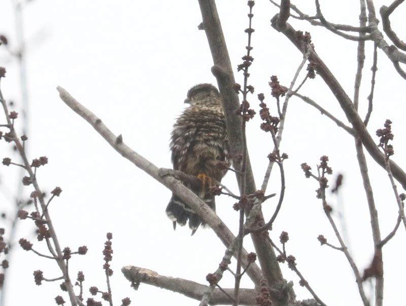 Mystery bird to be identified