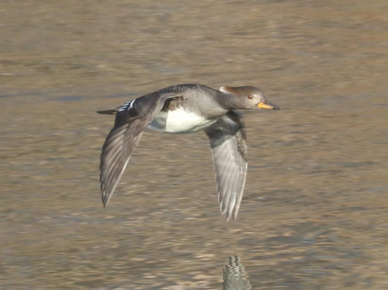 Mystery bird to be identified