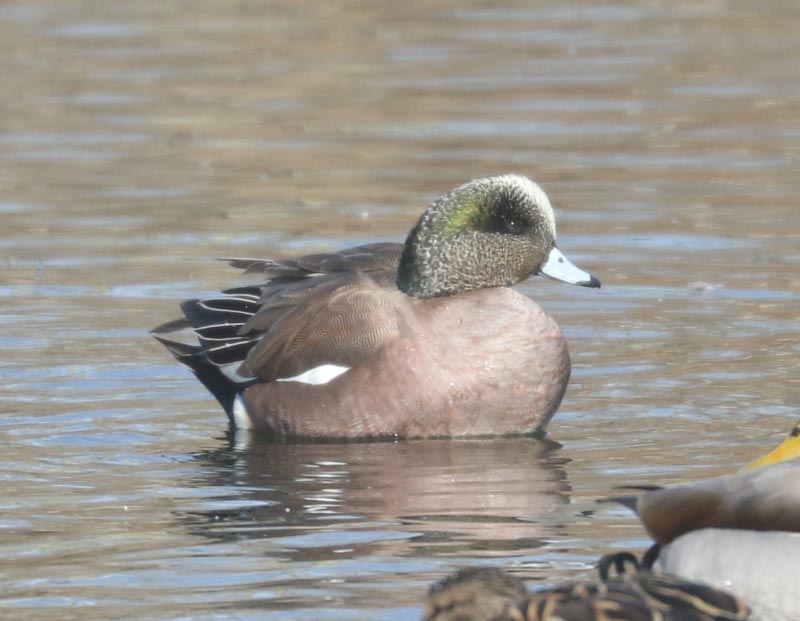 Mystery bird to be identified