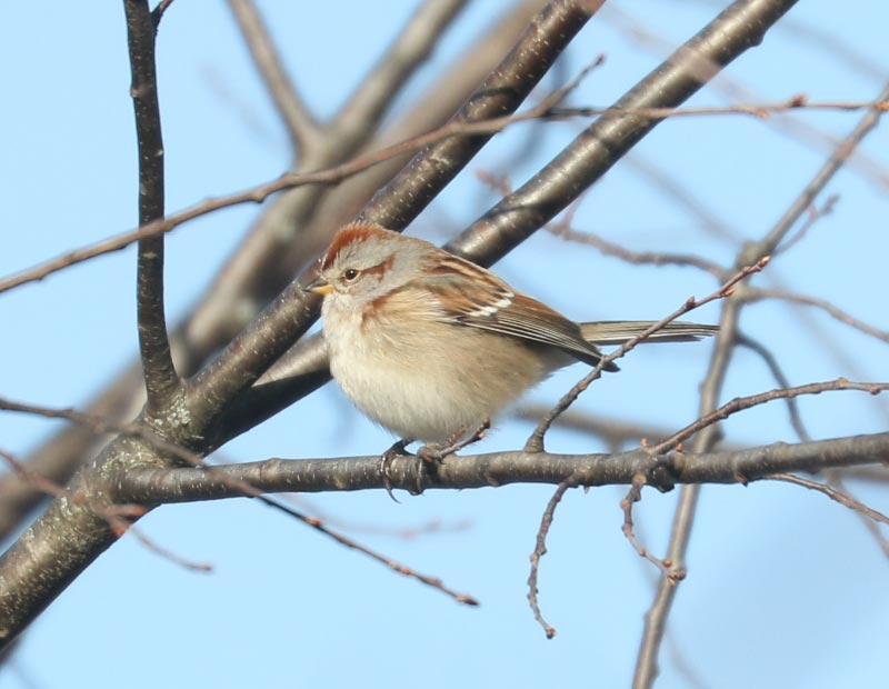 Mystery bird to be identified