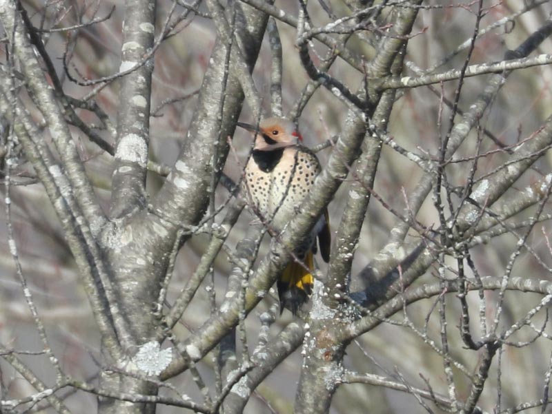 Mystery bird to be identified