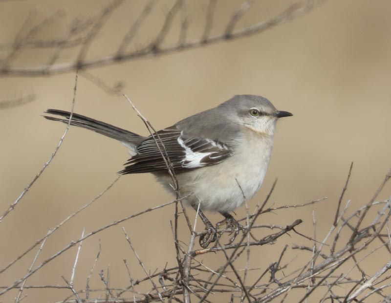 Mystery bird to be identified