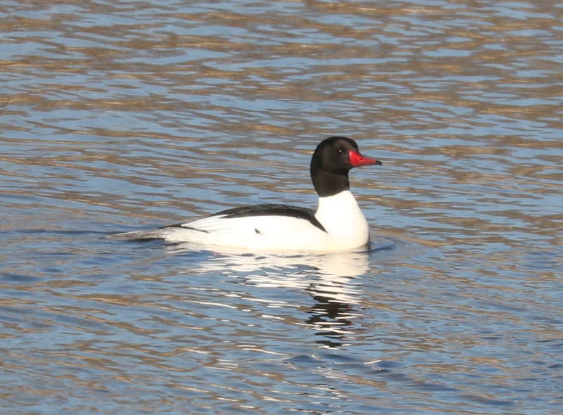 Mystery bird to be identified