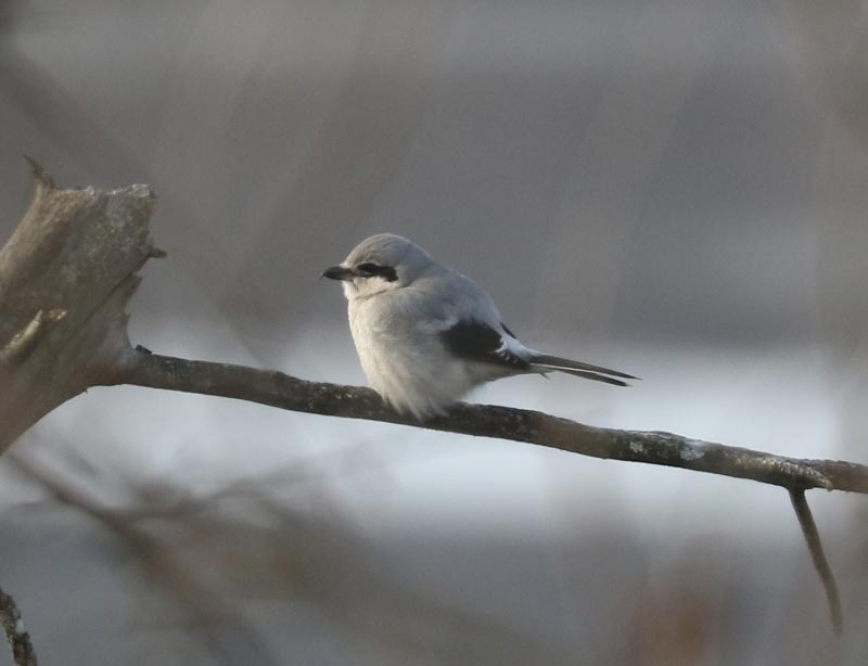Mystery bird to be identified