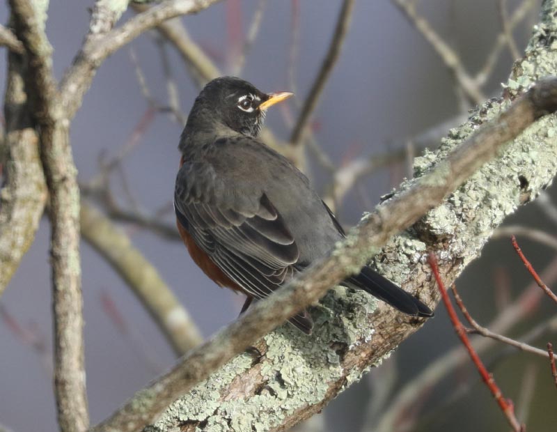 Mystery bird to be identified