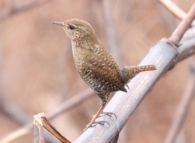 Mystery bird to be identified