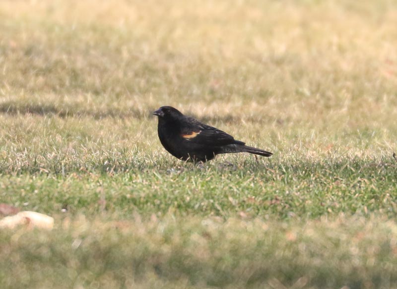Mystery bird to be identified