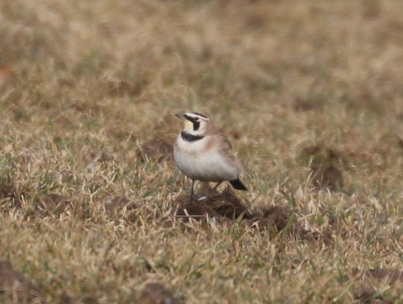 Mystery bird to be identified