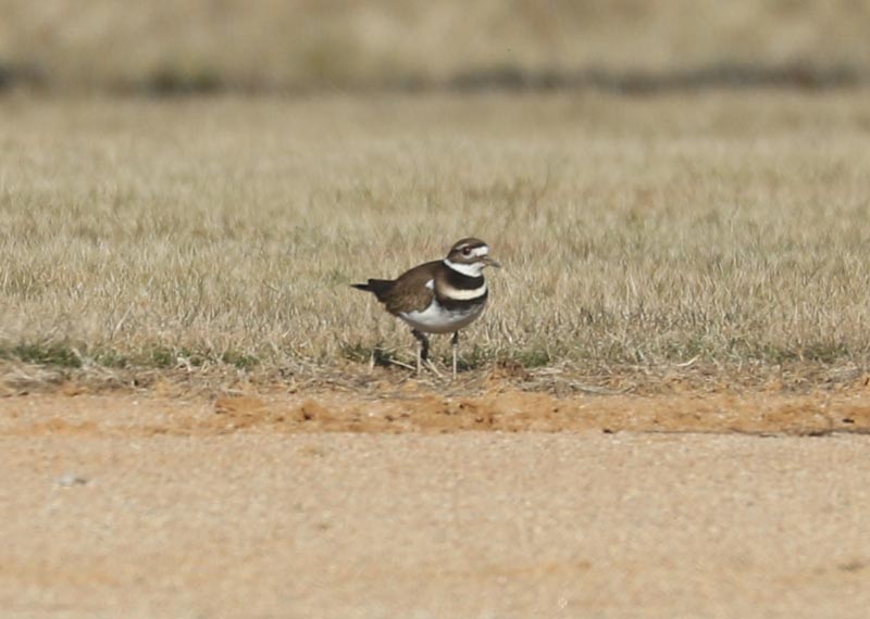 Mystery bird to be identified