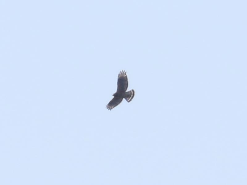 Mystery bird to be identified