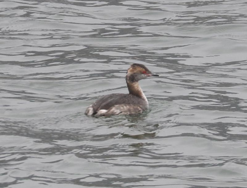 Mystery bird to be identified