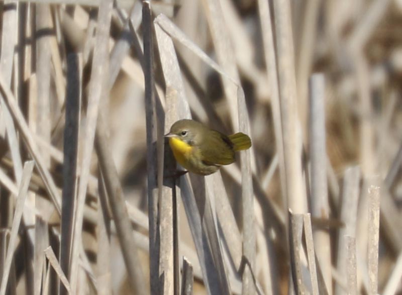 Mystery bird to be identified