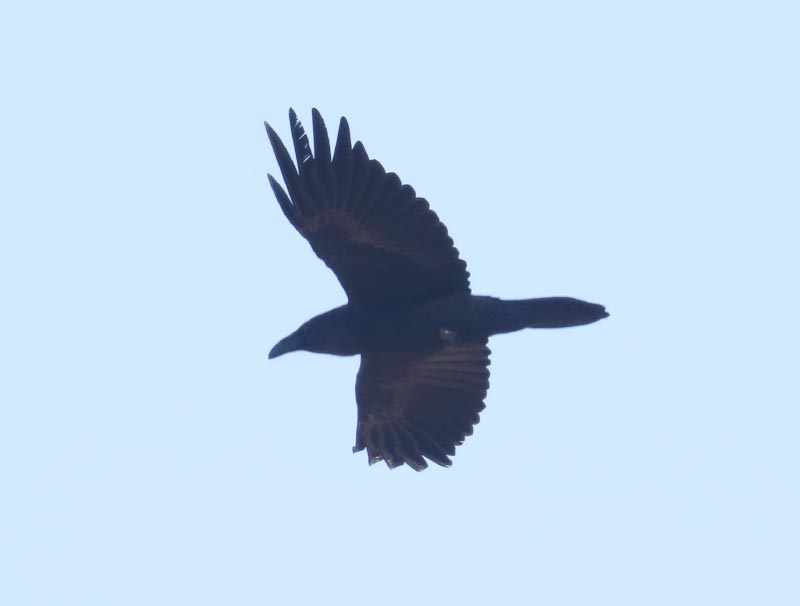 Mystery bird to be identified