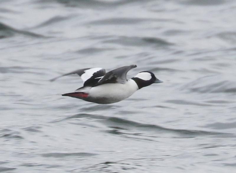 Mystery bird to be identified