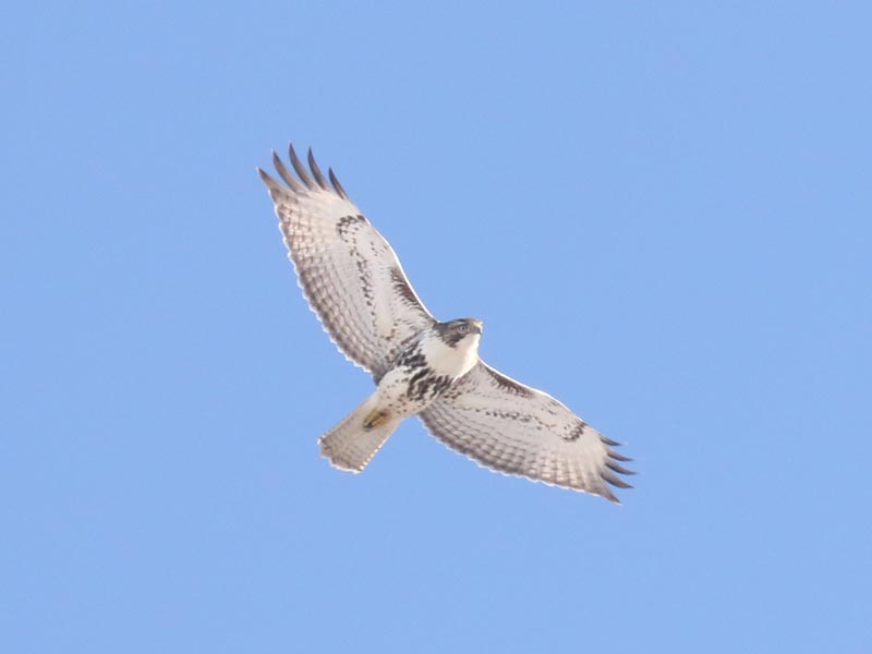 Mystery bird to be identified