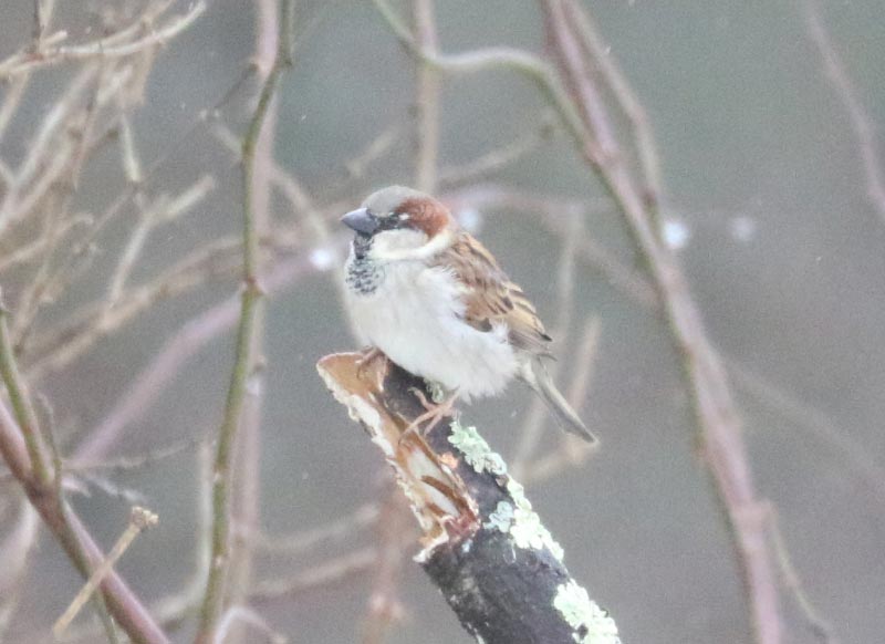 Mystery bird to be identified