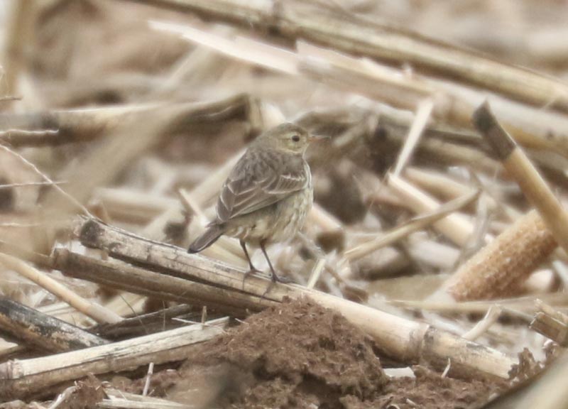 Mystery bird to be identified