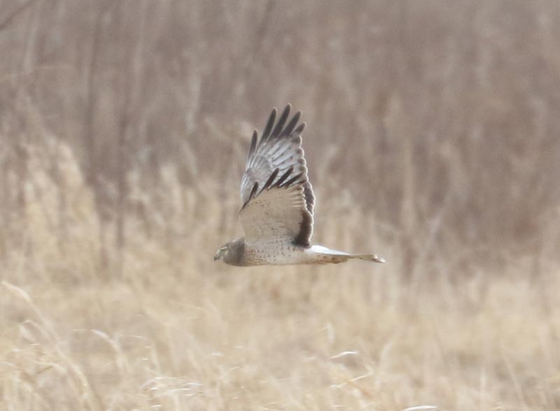 Mystery bird to be identified