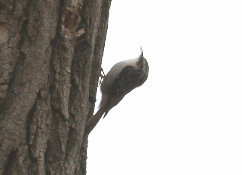 Mystery bird to be identified