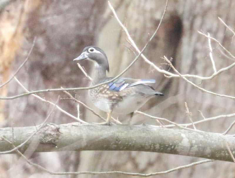 Mystery bird to be identified