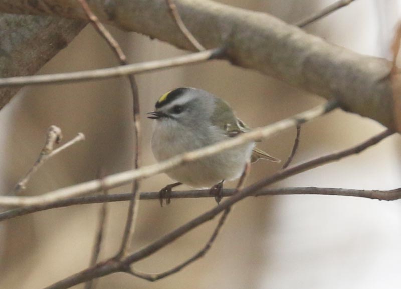 Mystery bird to be identified