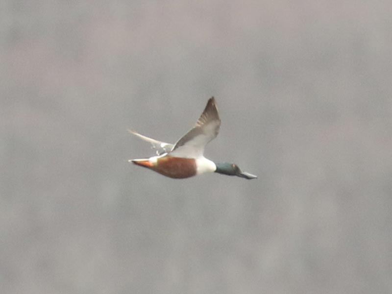 Mystery bird to be identified