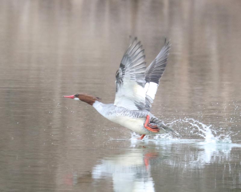 Mystery bird to be identified
