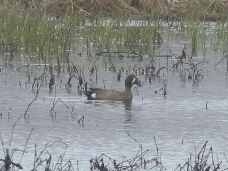 Mystery bird to be identified