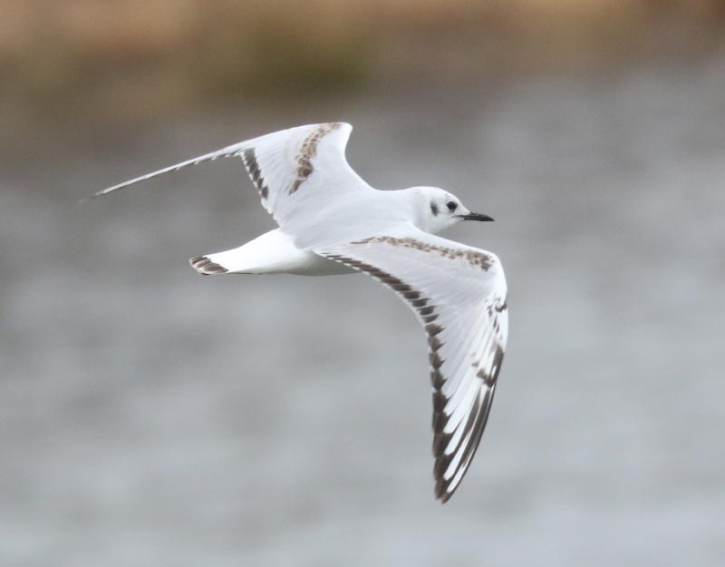 Mystery bird to be identified