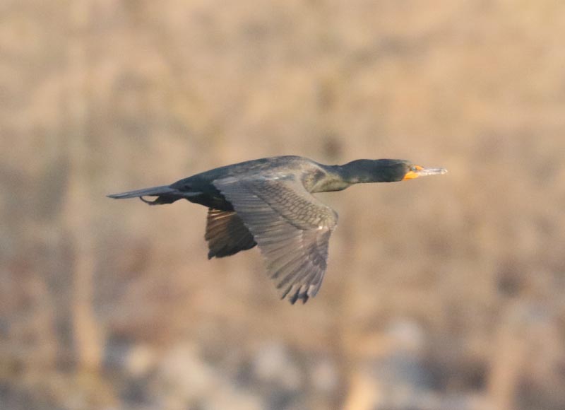 Mystery bird to be identified