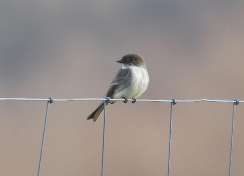 Mystery bird to be identified