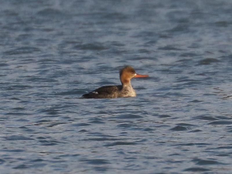 Mystery bird to be identified