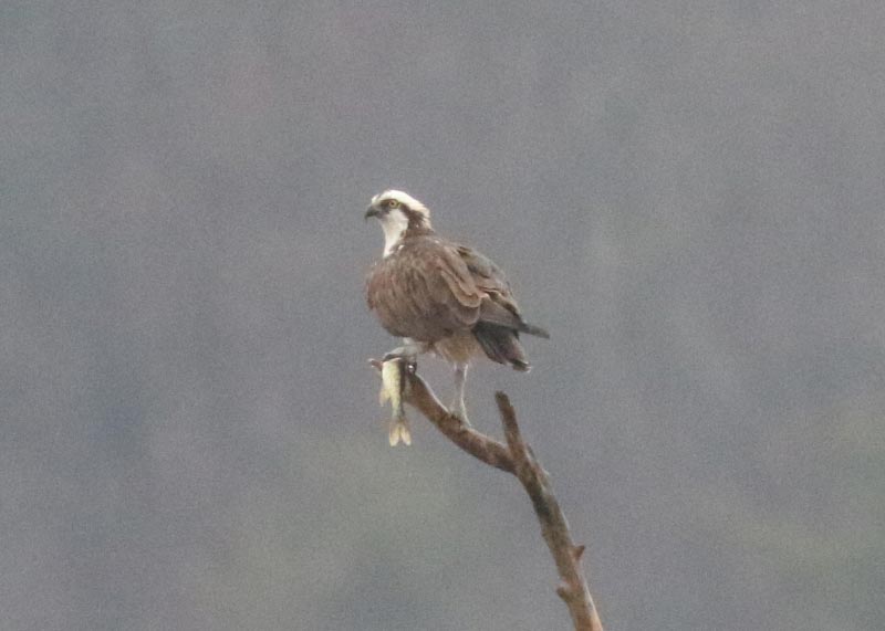 Mystery bird to be identified